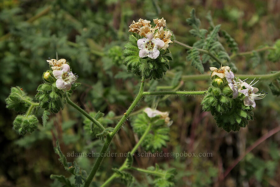 branching phacelia (Phacelia ramosissima) [Trout Creek Trail, Jefferson County, Oregon]