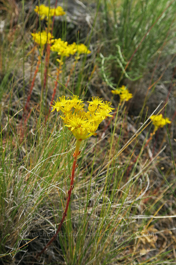 Leiberg's stonecrop (Sedum leibergii) [Trout Creek Climbing Area, Jefferson County, Oregon]