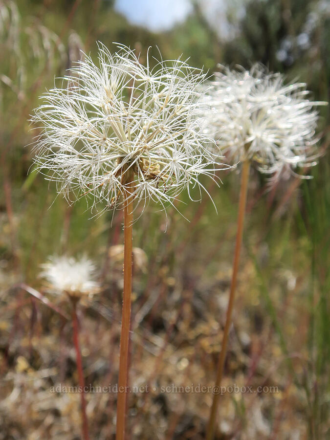 false agoseris, gone to seed (Nothocalais troximoides (Microseris troximoides)) [Trout Creek Climbing Area, Jefferson County, Oregon]