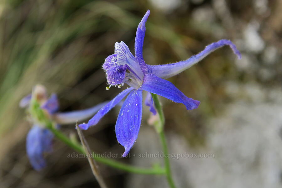 upland larkspur (Delphinium nuttallianum) [Trout Creek Climbing Area, Jefferson County, Oregon]