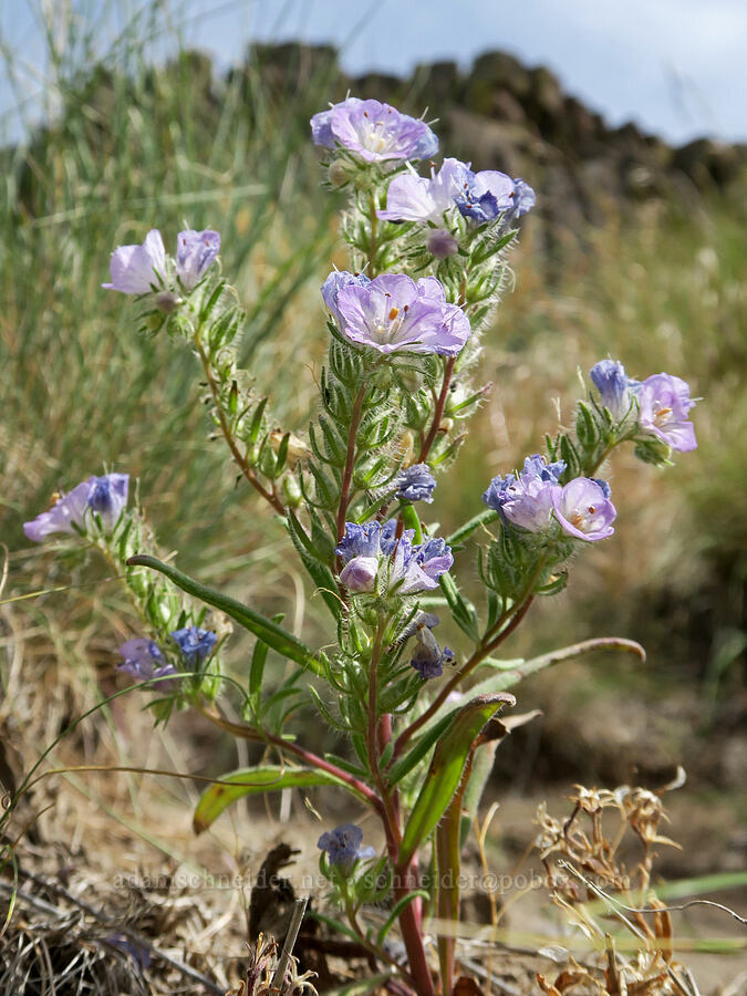 thread-leaf phacelia (Phacelia linearis) [Trout Creek Climbing Area, Jefferson County, Oregon]