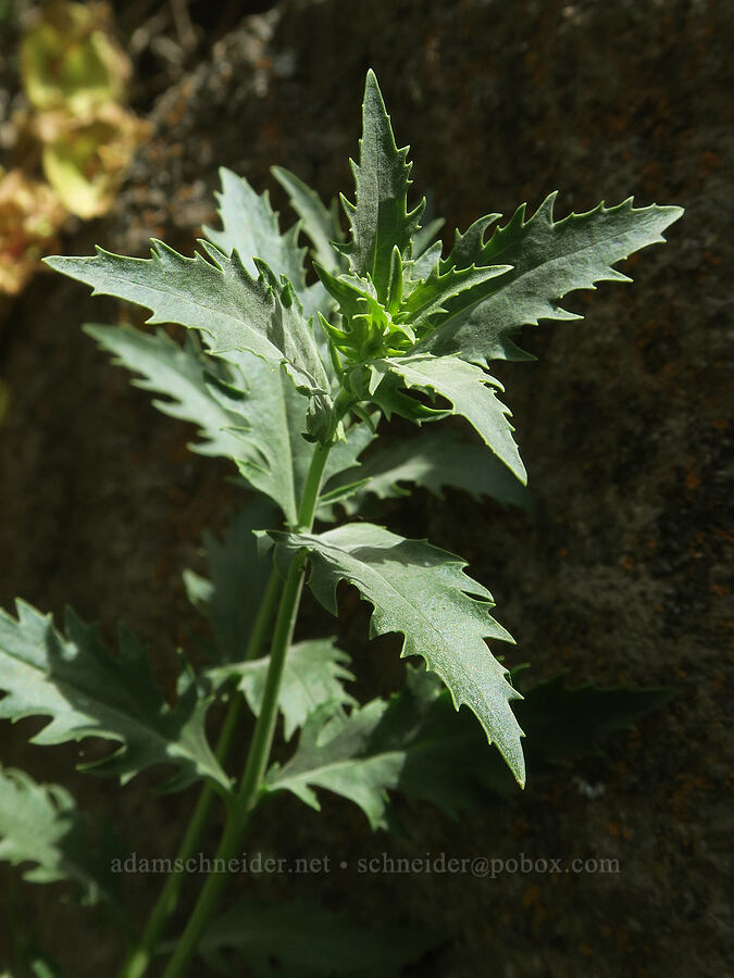 Richardson's penstemon leaves (Penstemon richardsonii) [Trout Creek Climbing Area, Jefferson County, Oregon]