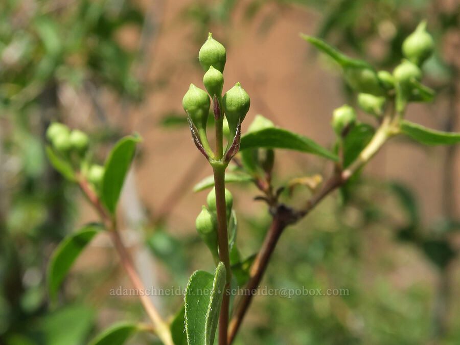 Lewis' mock-orange, budding (Philadelphus lewisii) [Trout Creek Climbing Area, Jefferson County, Oregon]