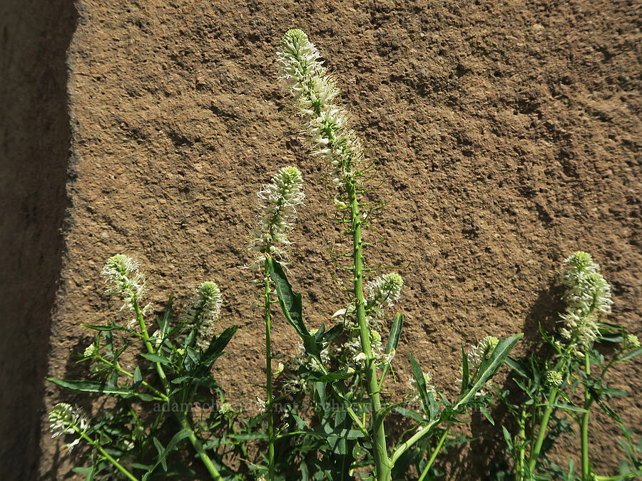 cut-leaf thelypody (Thelypodium laciniatum) [Trout Creek Climbing Area, Jefferson County, Oregon]