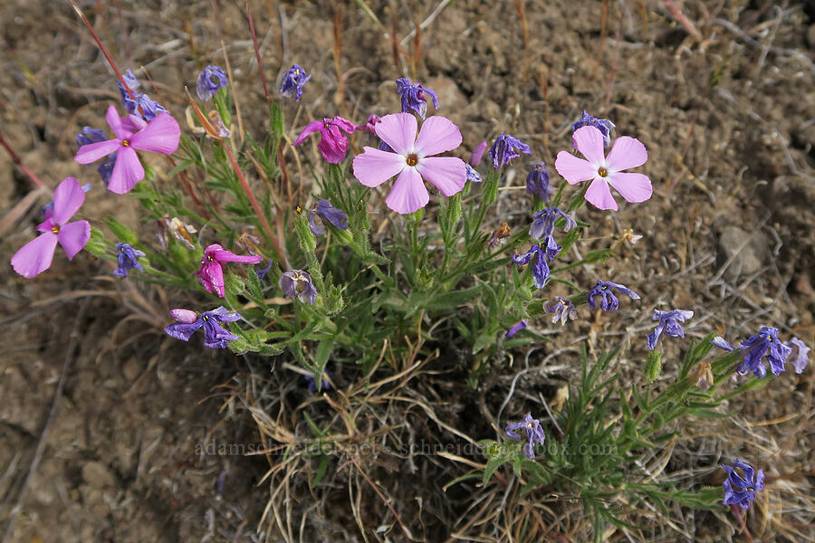 sticky phlox (?) (Phlox viscida) [Trout Creek Climbing Area, Jefferson County, Oregon]
