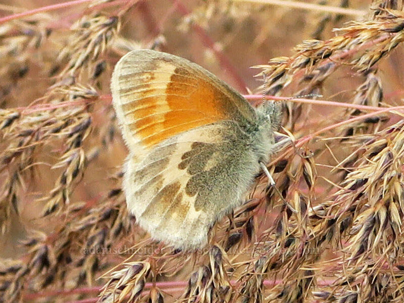 common ringlet butterfly (Coenonympha california (Coenonympha tullia california)) [Trout Creek Trail, Jefferson County, Oregon]
