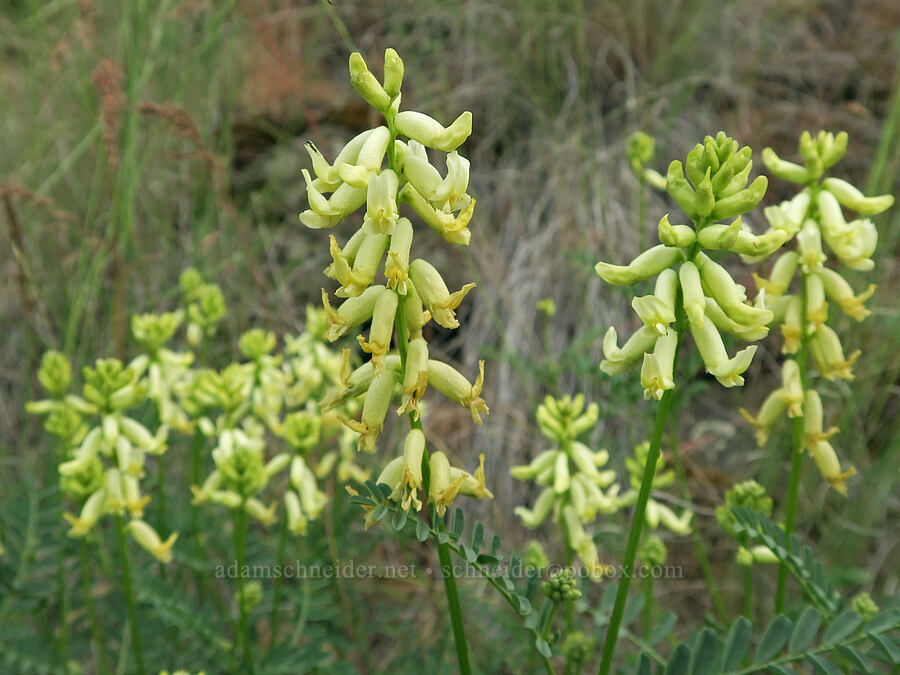 smooth curve-pod milk-vetch (Astragalus curvicarpus var. subglaber) [Trout Creek Trail, Jefferson County, Oregon]