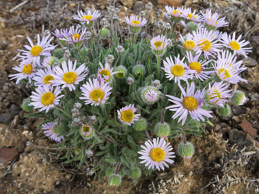 purple cushion fleabane (Erigeron poliospermus) [Quaale Road, Jefferson County, Oregon]