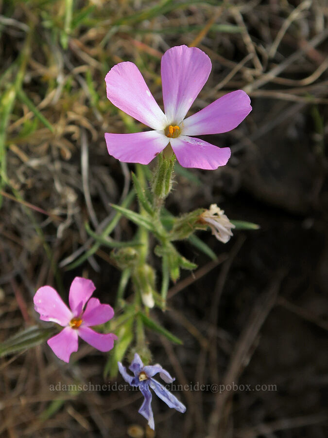 sticky phlox (?) (Phlox viscida) [U.S. Highway 197, Maupin, Wasco County, Oregon]