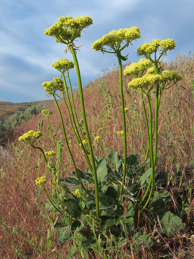 heart-leaf buckwheat (Eriogonum compositum) [U.S. Highway 197, Maupin, Wasco County, Oregon]