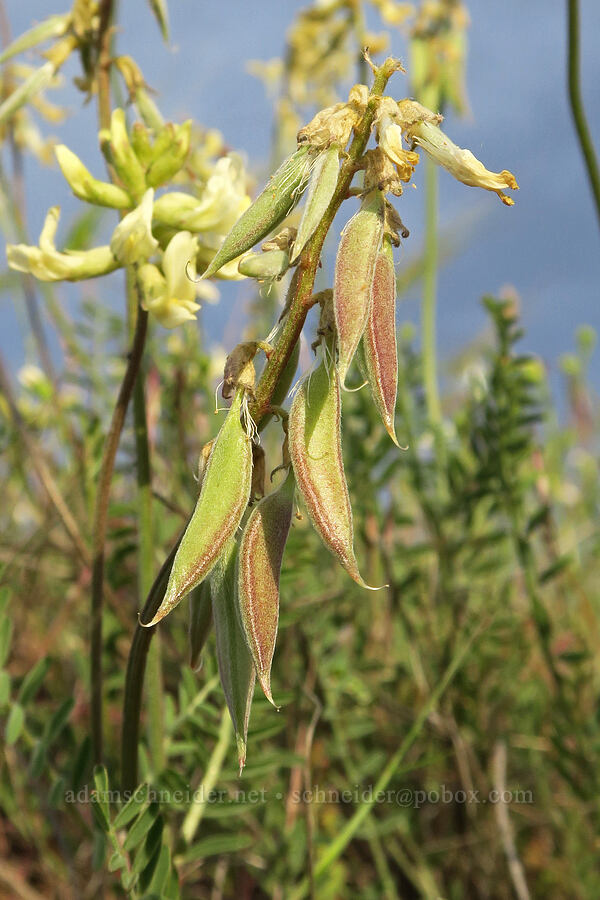 Howell's milk-vetch pods (Astragalus howellii) [U.S. Highway 197, Maupin, Wasco County, Oregon]