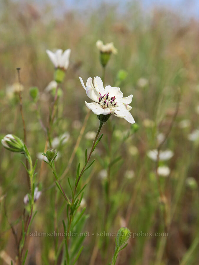 rough eyelash-weed (Blepharipappus scaber) [U.S. Highway 197, Maupin, Wasco County, Oregon]