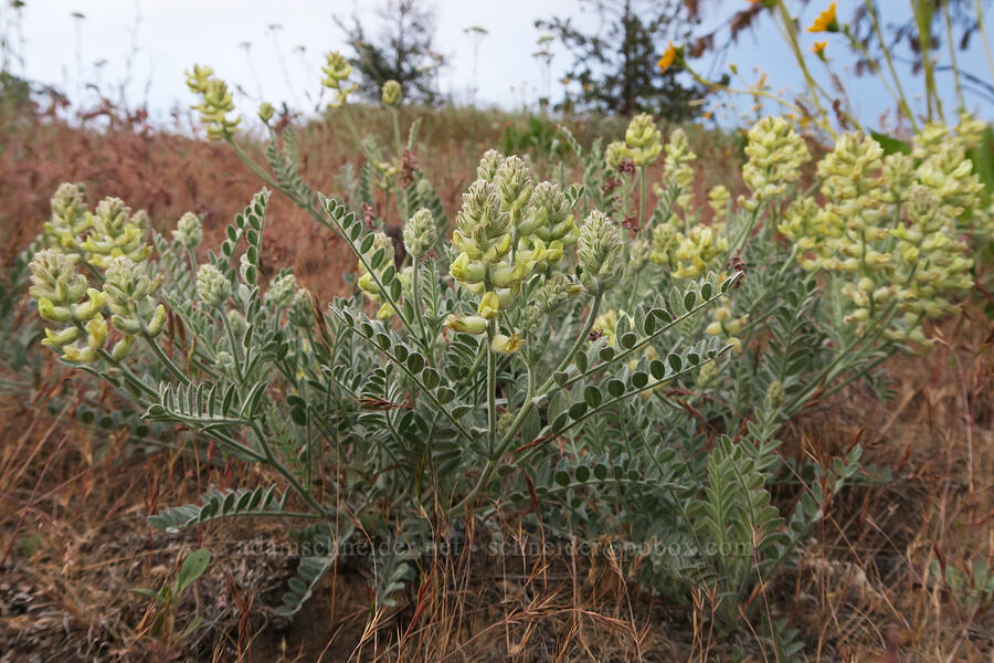 Tygh Valley milk-vetch (Astragalus tyghensis) [White River Crossing Road, Wasco County, Oregon]