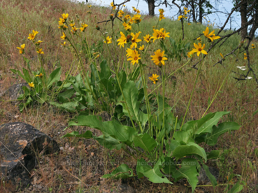 balsamroot (Balsamorhiza careyana) [White River Crossing Road, Wasco County, Oregon]