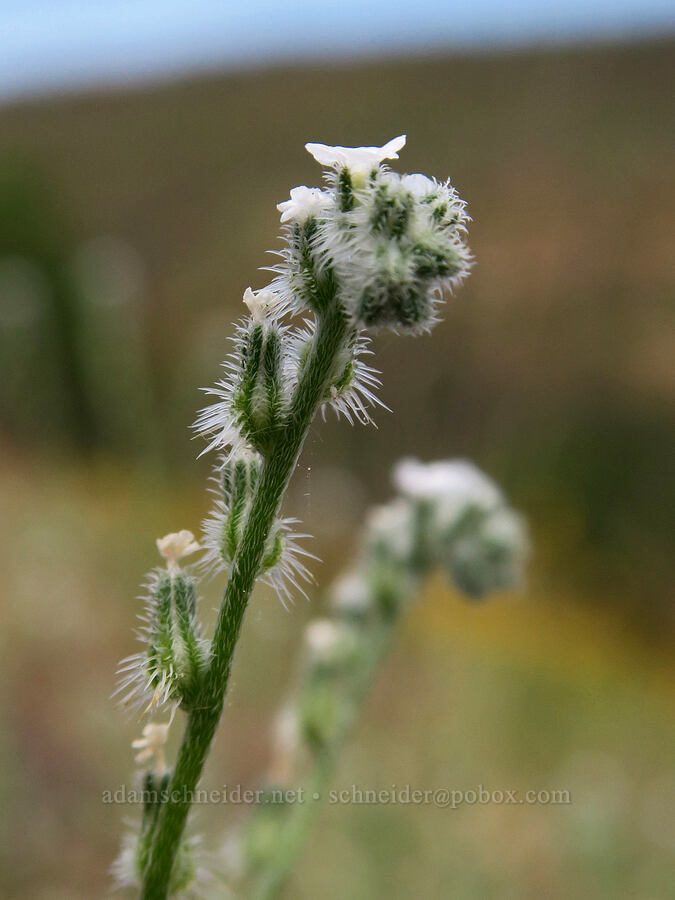 pale/weak-stem cryptantha (Cryptantha flaccida) [White River Crossing Road, Wasco County, Oregon]