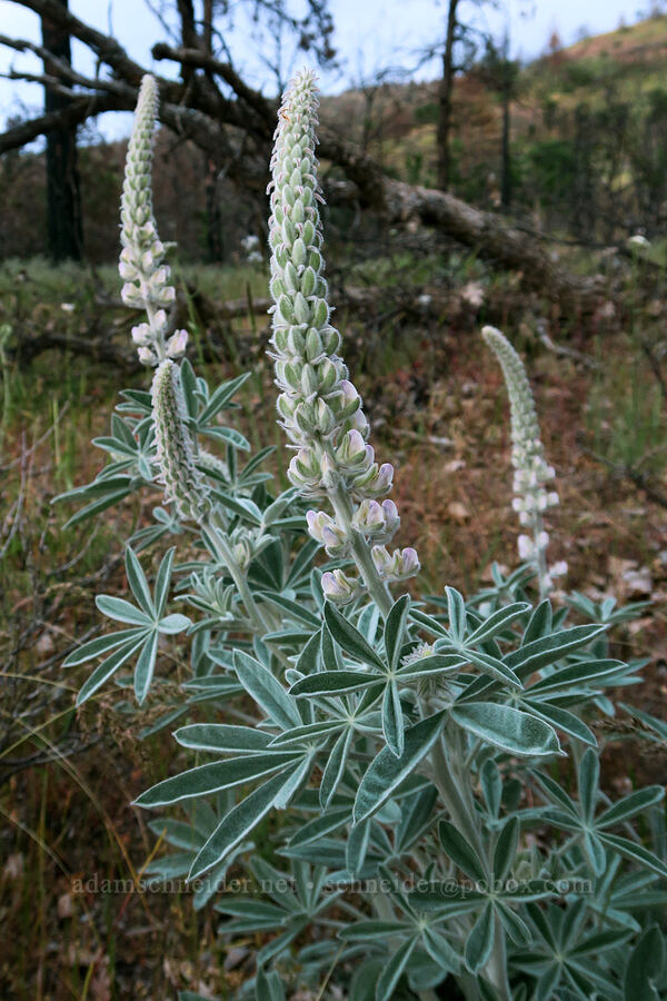 velvet lupine (Lupinus leucophyllus) [White River Crossing Road, Wasco County, Oregon]