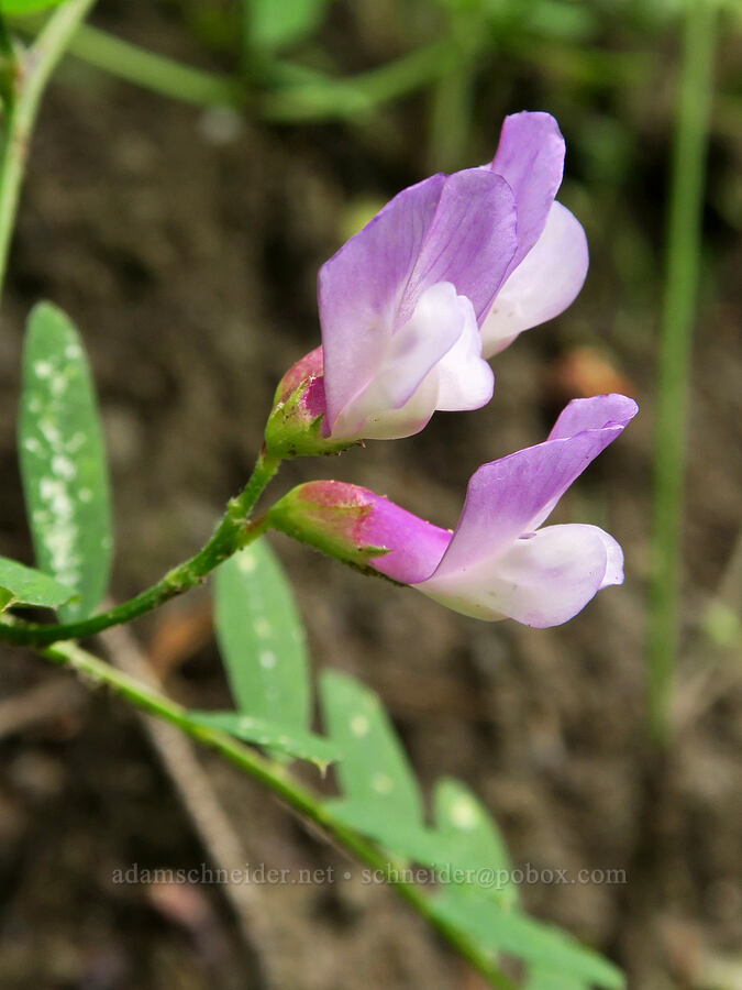 American vetch (Vicia americana) [Eagle Creek Trail, Columbia River Gorge, Hood River County, Oregon]