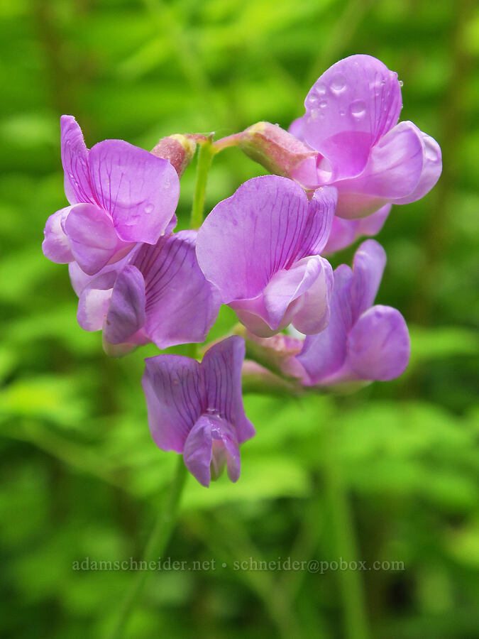 Sierra pea-vine (Lathyrus nevadensis) [Eagle Creek Trail, Columbia River Gorge, Hood River County, Oregon]
