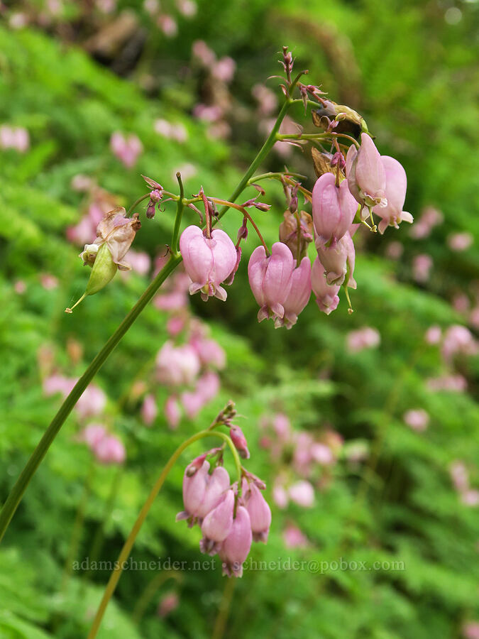 bleeding hearts (Dicentra formosa) [Eagle Creek Trail, Columbia River Gorge, Hood River County, Oregon]
