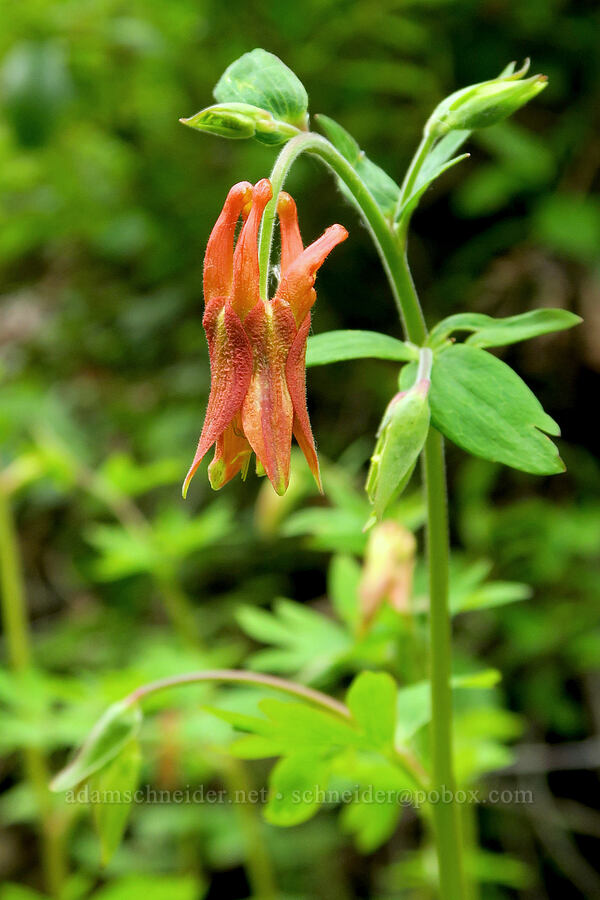 western columbine (Aquilegia formosa) [Eagle Creek Trail, Columbia River Gorge, Hood River County, Oregon]