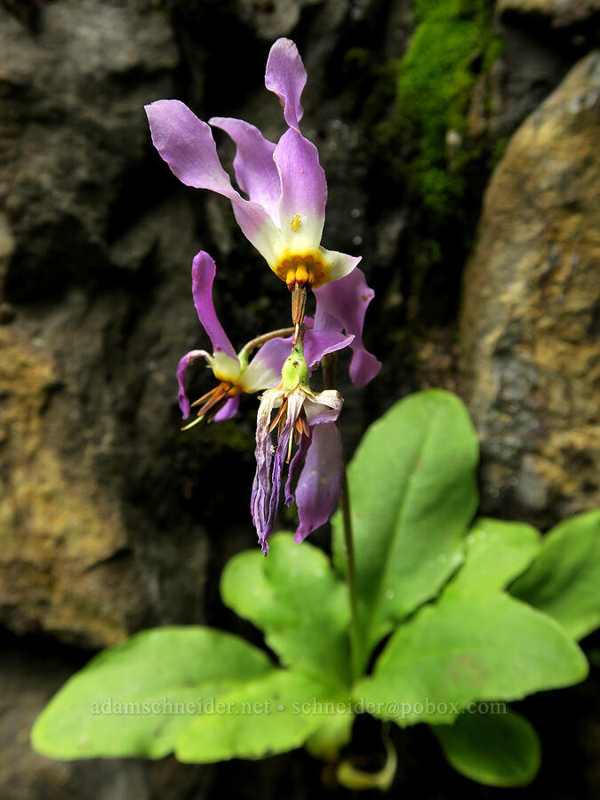 few-flowered shooting star (Dodecatheon pulchellum var. macrocarpum (Primula pauciflora var. macrocarpa)) [Eagle Creek Trail, Columbia River Gorge, Hood River County, Oregon]