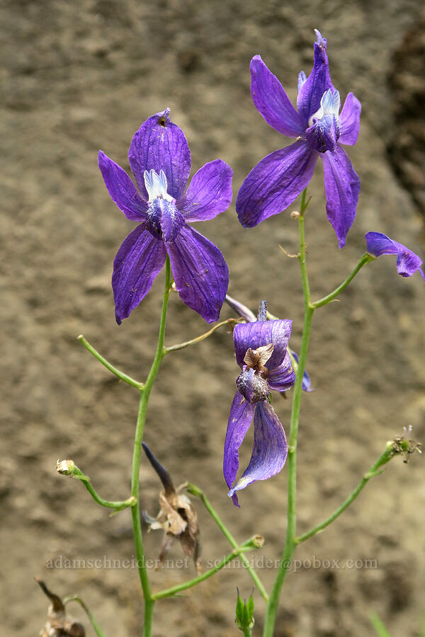 larkspur (Delphinium sp.) [Eagle Creek Trail, Columbia River Gorge, Hood River County, Oregon]