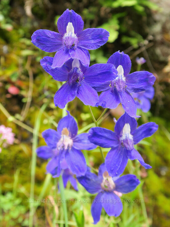 larkspur (Delphinium sp.) [Eagle Creek Trail, Columbia River Gorge, Hood River County, Oregon]