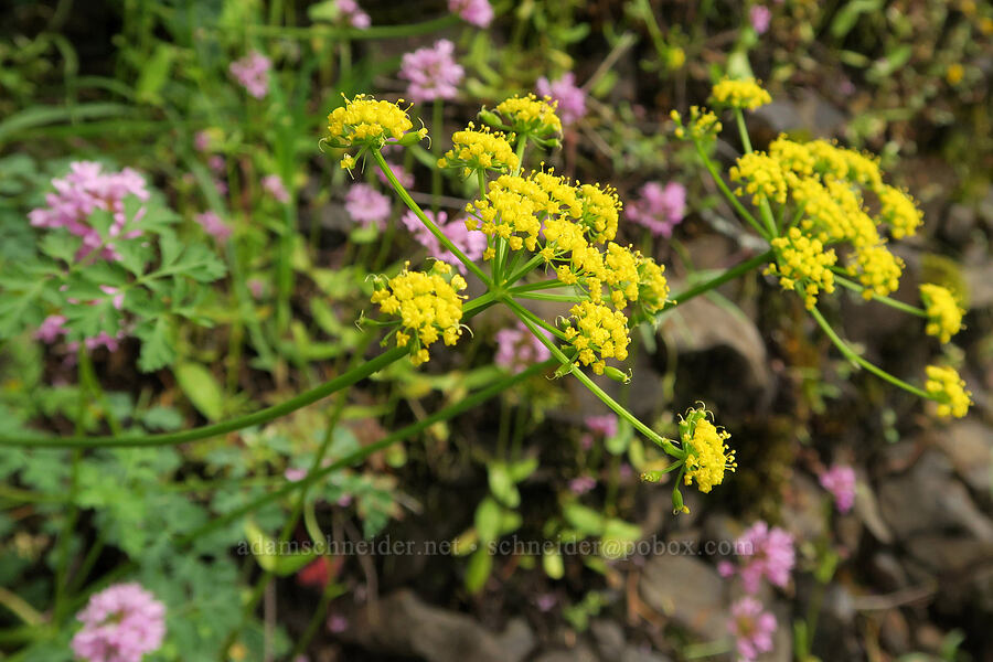 desert parsley (Lomatium sp.) [Eagle Creek Trail, Columbia River Gorge, Hood River County, Oregon]
