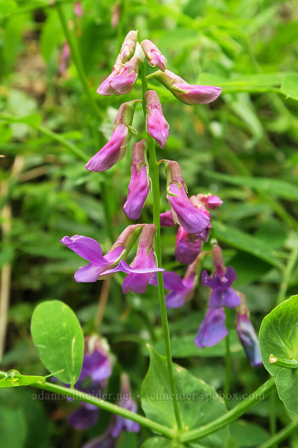 leafy pea-vine (Lathyrus polyphyllus) [Eagle Creek Trail, Columbia River Gorge, Hood River County, Oregon]