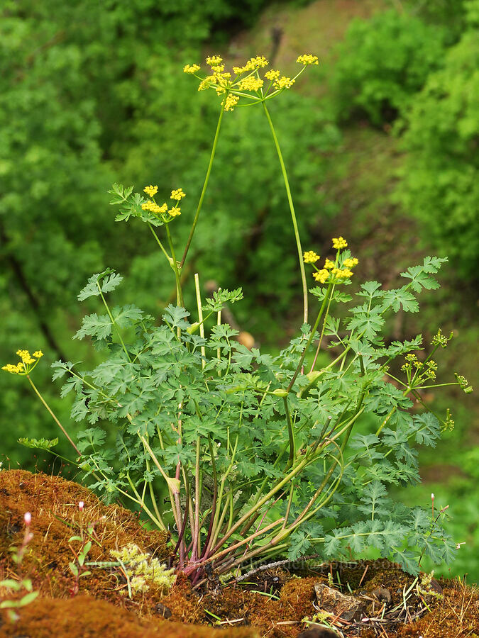 desert parsley (Lomatium sp.) [Eagle Creek Trail, Columbia River Gorge, Hood River County, Oregon]
