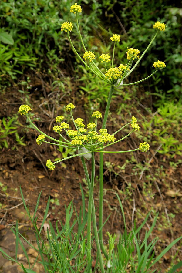 nine-leaf desert parsley (Lomatium triternatum) [Eagle Creek Trail, Columbia River Gorge, Hood River County, Oregon]