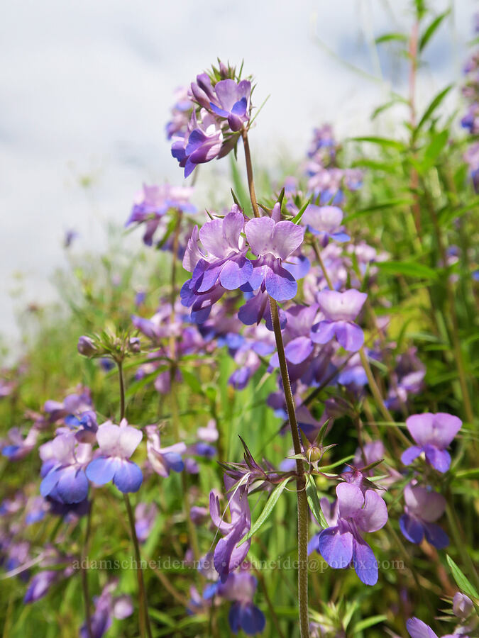 large-flowered blue-eyed-Mary (Collinsia grandiflora) [Eagle Creek Trail, Columbia River Gorge, Hood River County, Oregon]