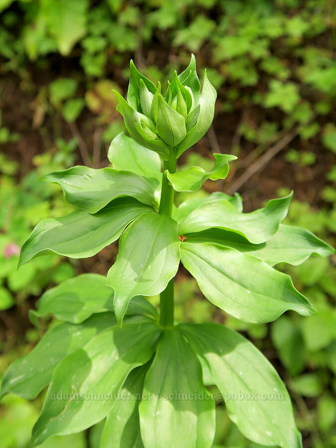 Columbia tiger lily, budding (Lilium columbianum) [Eagle Creek Trail, Columbia River Gorge, Hood River County, Oregon]