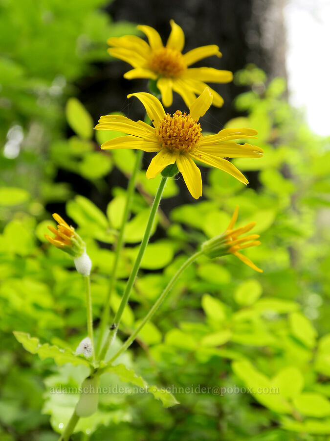 broad-leaf arnica (Arnica latifolia) [Eagle Creek Trail, Columbia River Gorge, Hood River County, Oregon]