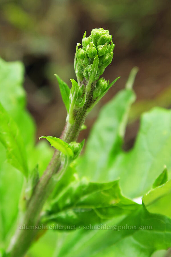 pathfinder (trail plant), budding (Adenocaulon bicolor) [Eagle Creek Trail, Columbia River Gorge, Hood River County, Oregon]