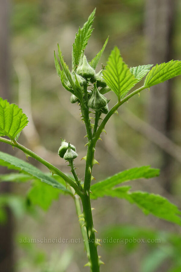 white-bark raspberry, budding (Rubus leucodermis) [Eagle Creek Trail, Columbia River Gorge, Hood River County, Oregon]