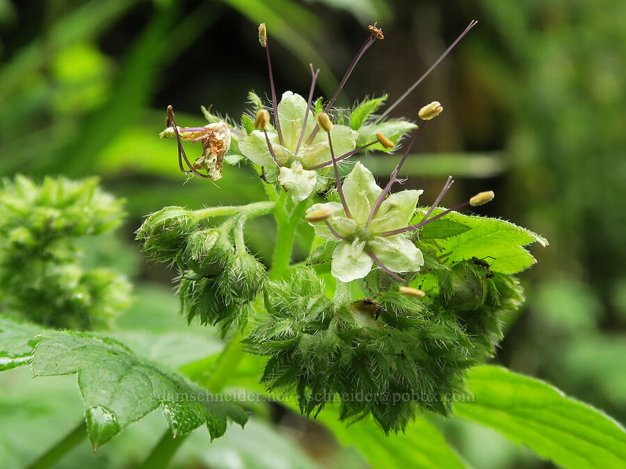 Pacific waterleaf (Hydrophyllum tenuipes) [Eagle Creek Trail, Columbia River Gorge, Hood River County, Oregon]