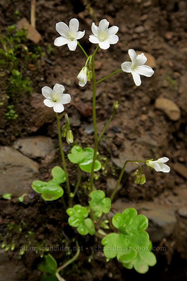 Sitka mist-maidens (Romanzoffia sitchensis) [Eagle Creek Trail, Columbia River Gorge, Hood River County, Oregon]