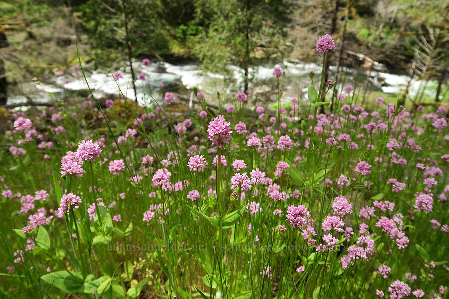 rosy plectritis (Plectritis congesta) [Eagle Creek Trail, Columbia River Gorge, Hood River County, Oregon]