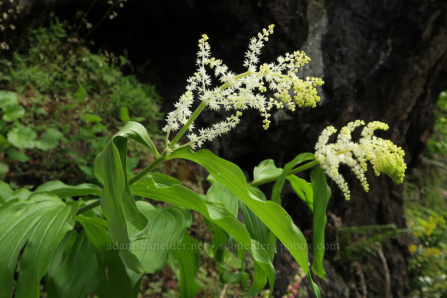 feathery false-solomon's-seal (Maianthemum racemosum ssp. amplexicaule (Smilacina racemosa)) [Eagle Creek Trail, Columbia River Gorge, Hood River County, Oregon]