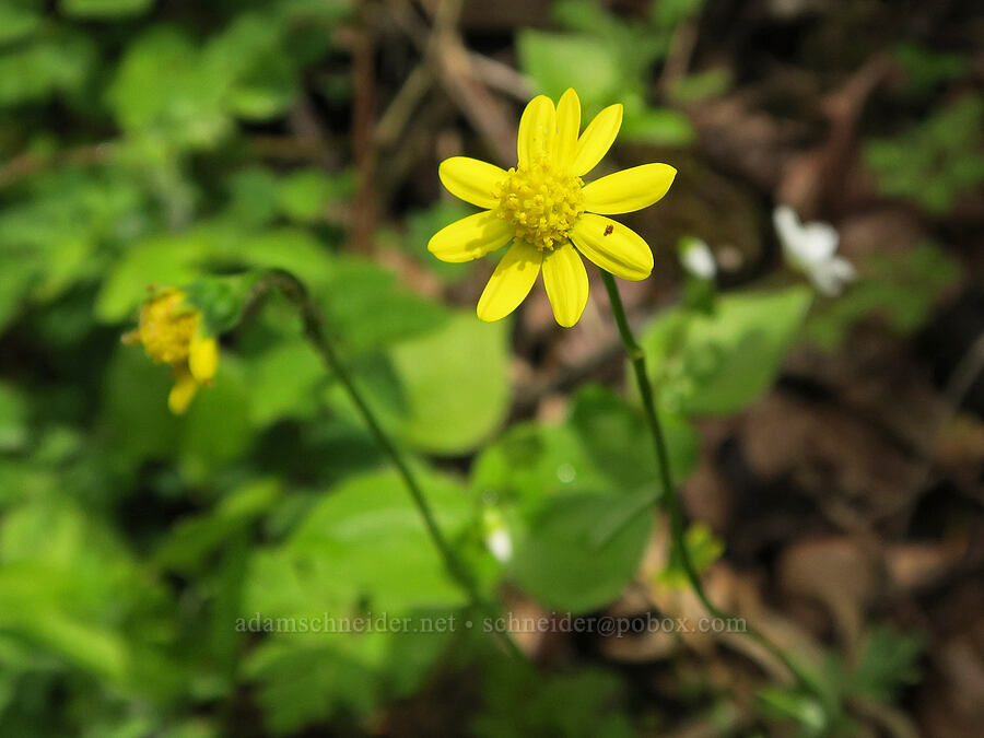 gold stars (Crocidium multicaule) [Eagle Creek Trail, Columbia River Gorge, Hood River County, Oregon]