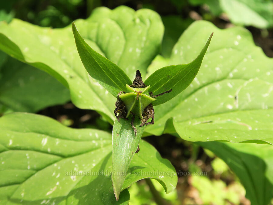 western triillium, going to seed (Trillium ovatum) [Eagle Creek Trail, Columbia River Gorge, Hood River County, Oregon]