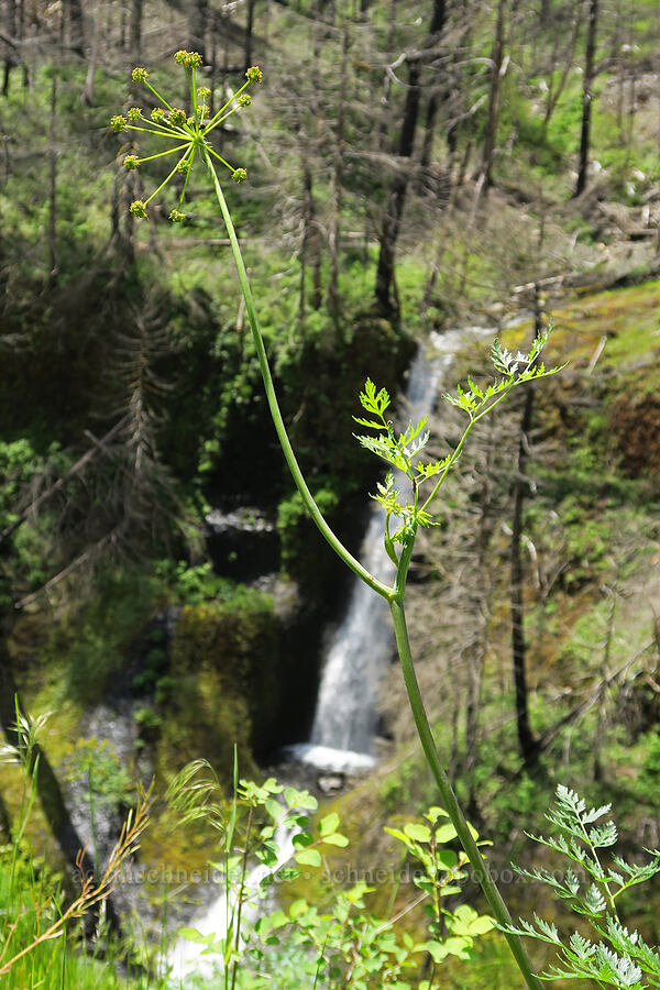 fern-leaf desert parsley & Loowit Falls (Lomatium dissectum var. dissectum) [Eagle Creek Trail, Columbia River Gorge, Hood River County, Oregon]