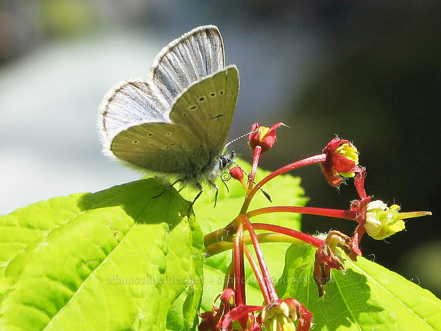 silvery blue butterfly on vine maple flowers (Glaucopsyche lygdamus, Acer circinatum) [Eagle Creek Trail, Columbia River Gorge, Hood River County, Oregon]