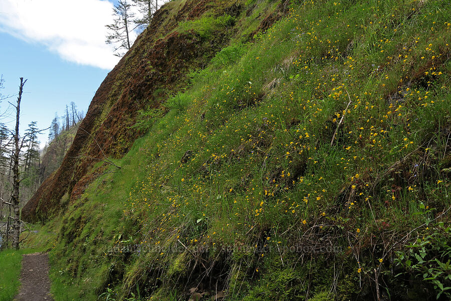 wildflowers [Eagle Creek Trail, Columbia River Gorge, Hood River County, Oregon]
