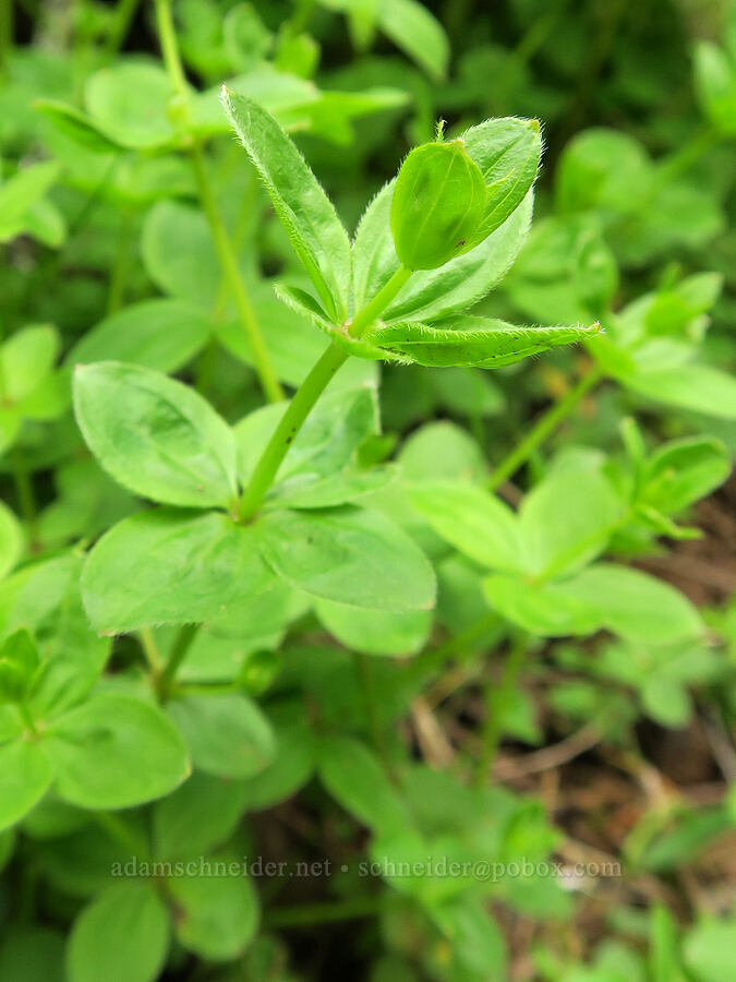 Oregon bedstraw (Galium oreganum) [Eagle Creek Trail, Columbia River Gorge, Hood River County, Oregon]