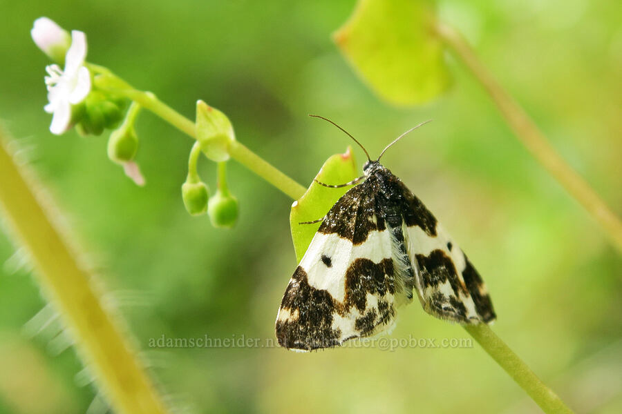 western white-ribboned carpet moth (Mesoleuca gratulata) [Eagle Creek Trail, Columbia River Gorge, Hood River County, Oregon]