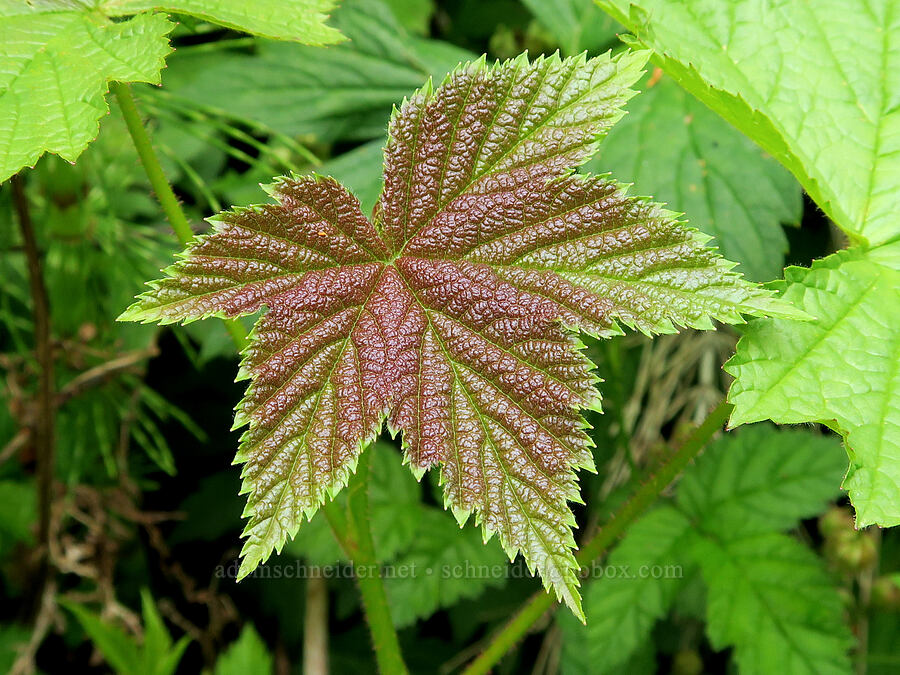 purple thimbleberry leaf (Rubus parviflorus (Rubus nutkanus)) [Eagle Creek Trail, Columbia River Gorge, Hood River County, Oregon]