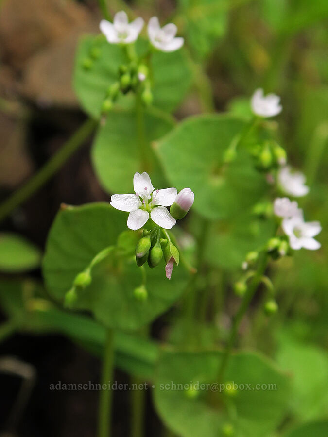 miner's-lettuce (Claytonia perfoliata ssp. intermontana) [Eagle Creek Trail, Columbia River Gorge, Hood River County, Oregon]