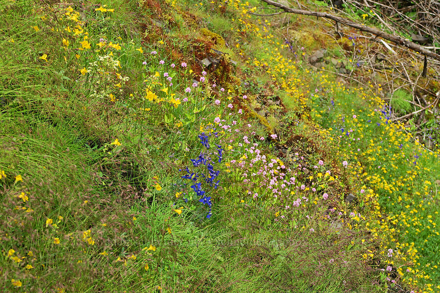 wildflowers [Eagle Creek Trail, Columbia River Gorge, Hood River County, Oregon]